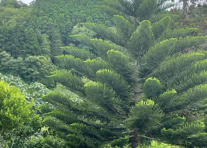 Feriehus Casa Do Bicho Pau Pedro Miguel