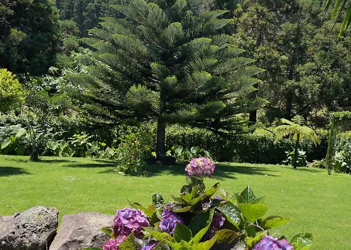 Casa Do Bicho Pau Pedro Miguel